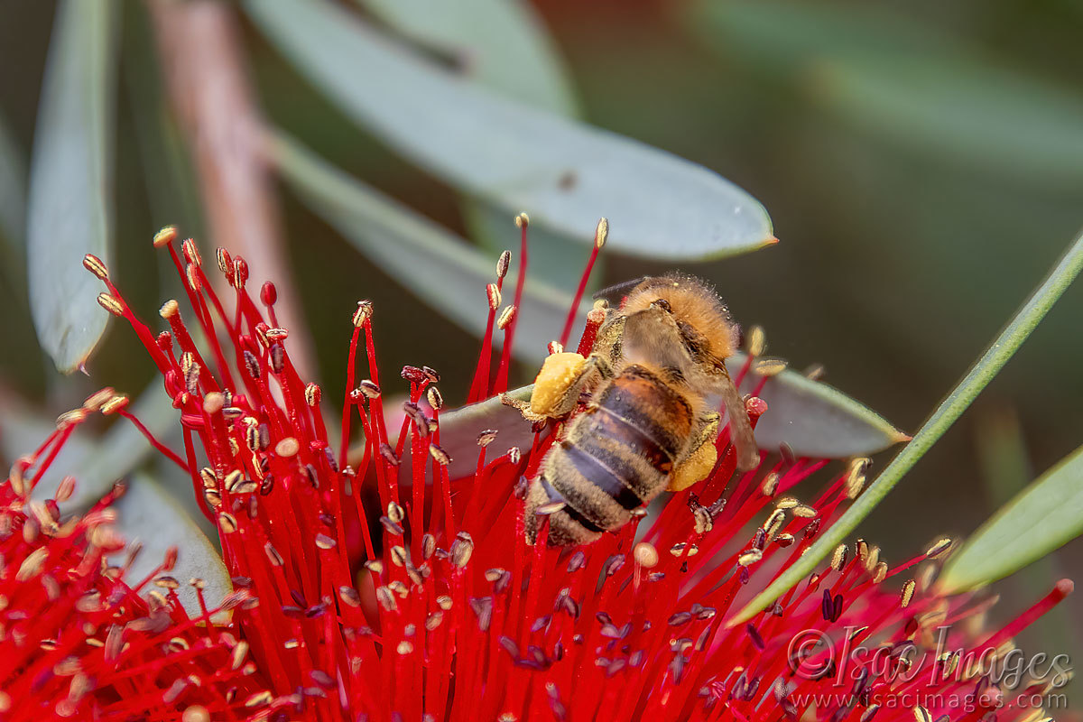 Click image for larger version

Name:	2587-Bee_Callistemon.jpg
Views:	40
Size:	217.7 KB
ID:	504295