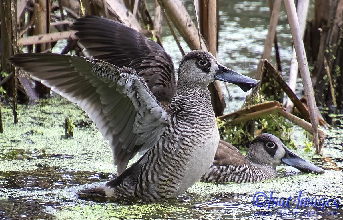 Click image for larger version

Name:	2621-Pink_Eared_Ducks.jpg
Views:	18
Size:	274.0 KB
ID:	504360