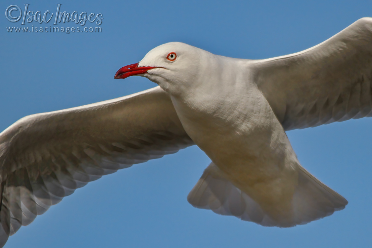 Click image for larger version

Name:	3079-Gull.jpg
Views:	60
Size:	248.6 KB
ID:	504463
