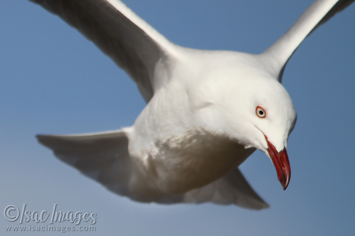 Click image for larger version

Name:	3046-Gull.jpg
Views:	60
Size:	311.7 KB
ID:	504464