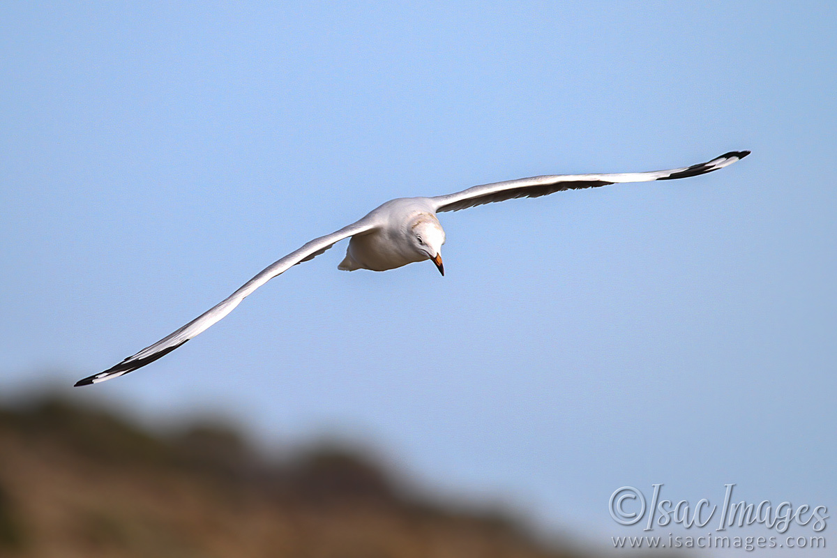 Click image for larger version

Name:	2939-Gull.jpg
Views:	47
Size:	265.8 KB
ID:	504465