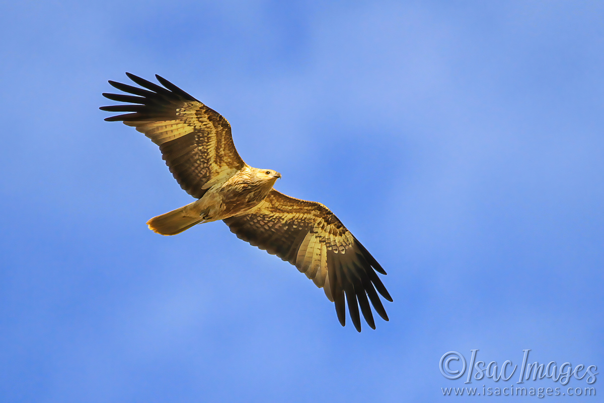Click image for larger version

Name:	2761-Whistling_Kite.jpg
Views:	55
Size:	295.0 KB
ID:	504467