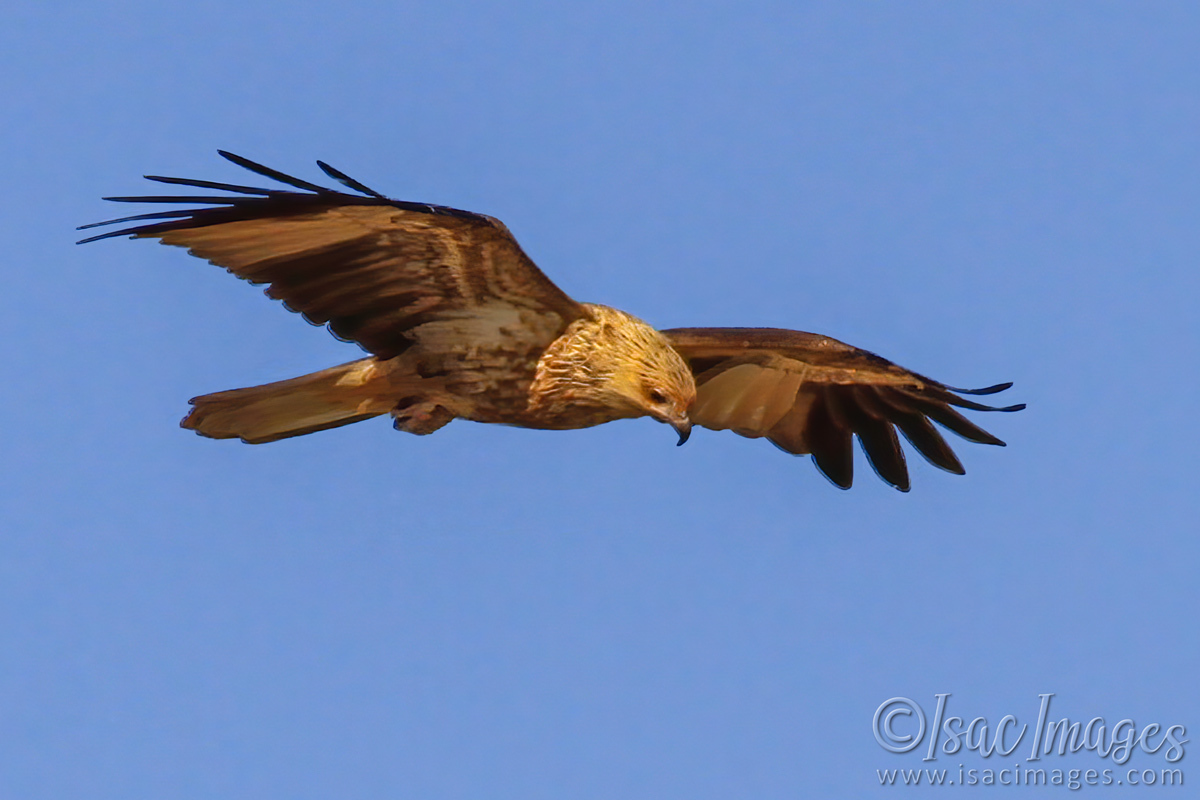 Click image for larger version

Name:	2778-Whistling_Kite.jpg
Views:	52
Size:	278.7 KB
ID:	504468