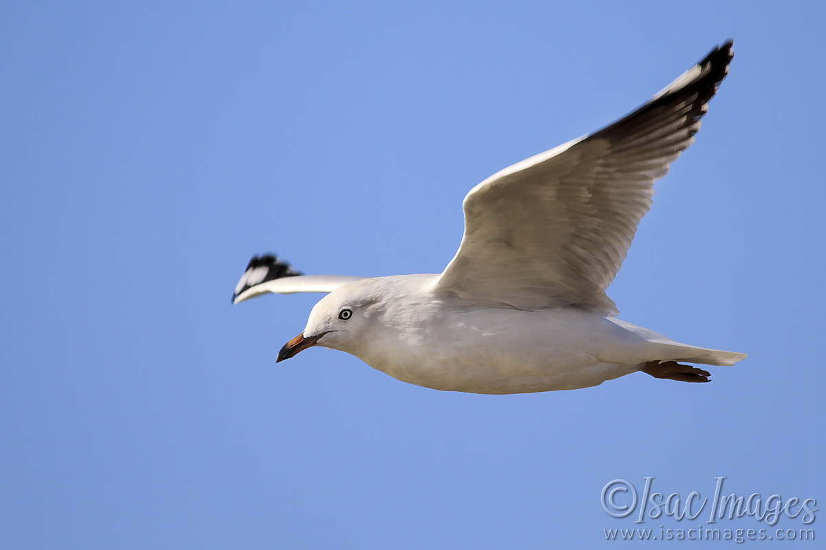Click image for larger version

Name:	2996-Gull.jpg
Views:	46
Size:	272.4 KB
ID:	504469