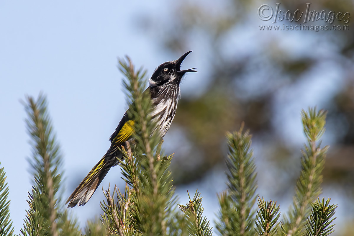 Click image for larger version

Name:	2770-New_Holland_Honeyeater.jpg
Views:	46
Size:	273.4 KB
ID:	504471