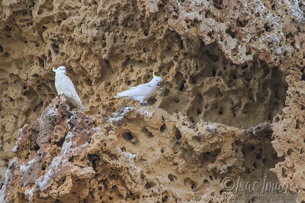 Click image for larger version

Name:	4385-Sulpher_Crested_Cockatoos.jpg
Views:	56
Size:	276.5 KB
ID:	504473