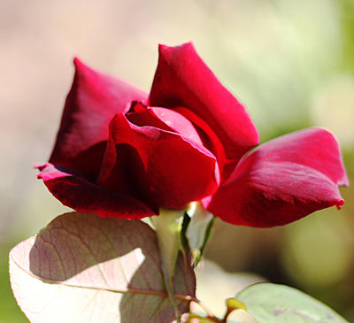 Click image for larger version

Name:	rose bud 1.jpg
Views:	67
Size:	495.3 KB
ID:	450585