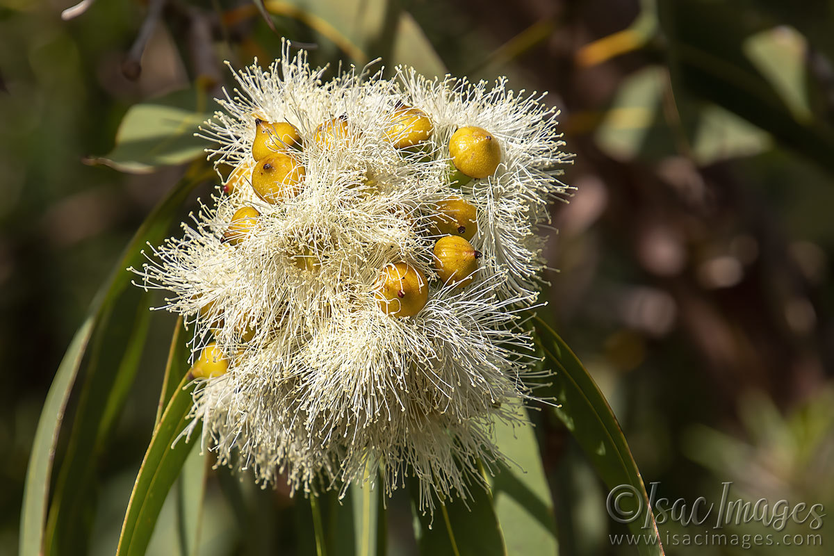Click image for larger version

Name:	2872-Flower_Gum.jpg
Views:	35
Size:	272.8 KB
ID:	504614