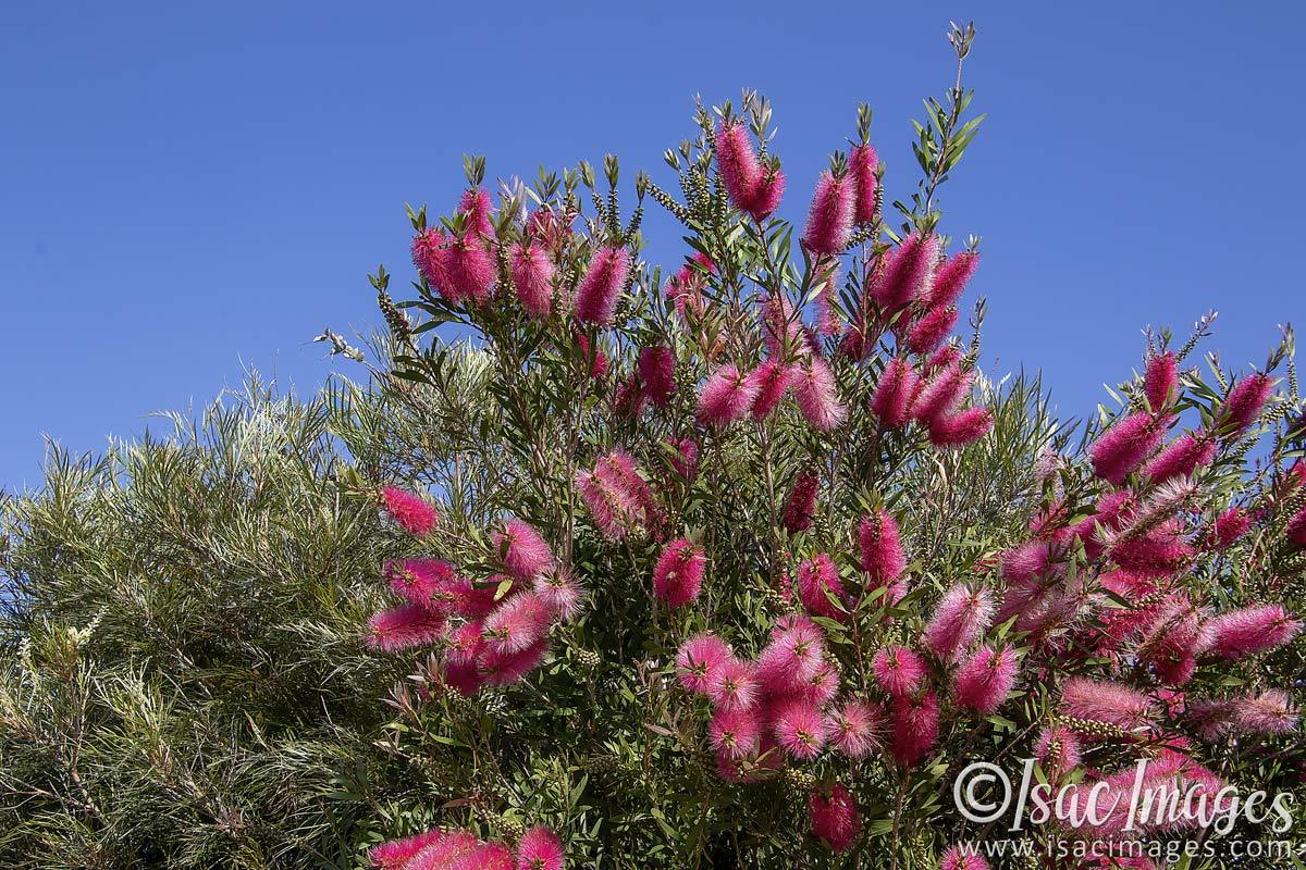 Click image for larger version

Name:	2820-Callistemon_Bush.jpg
Views:	28
Size:	267.3 KB
ID:	504616