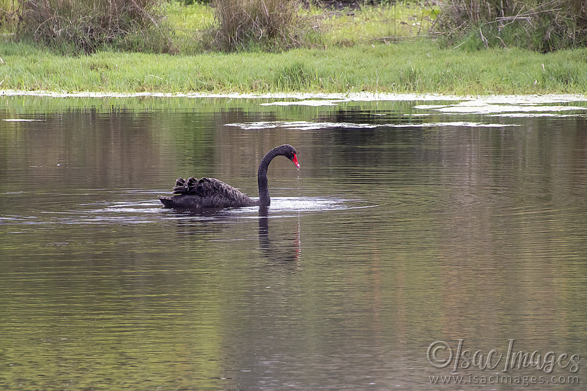 Click image for larger version

Name:	2888-Swan.jpg
Views:	33
Size:	277.7 KB
ID:	504623