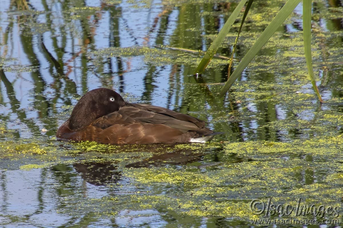 Click image for larger version

Name:	2897-Hard_Headed_Duck.jpg
Views:	52
Size:	276.2 KB
ID:	504625
