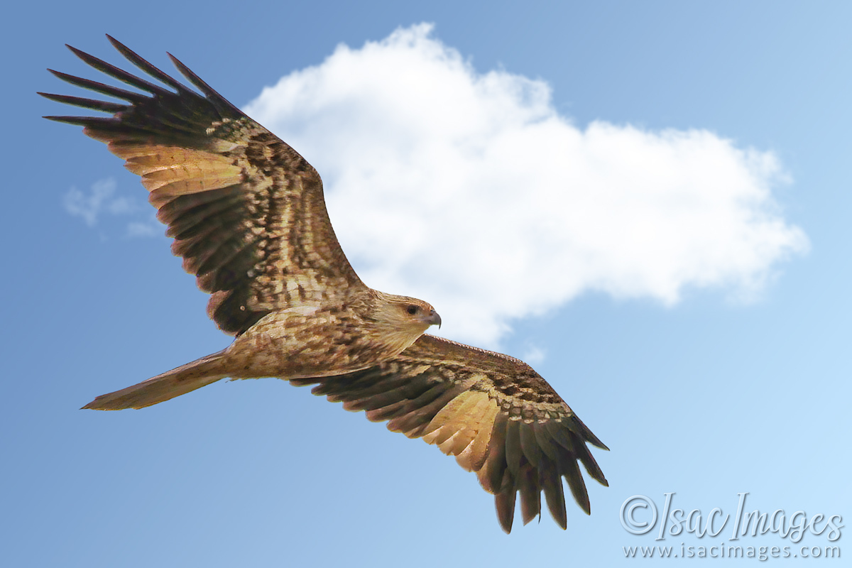 Click image for larger version

Name:	4881-Whistling_Kite.jpg
Views:	49
Size:	268.7 KB
ID:	504627