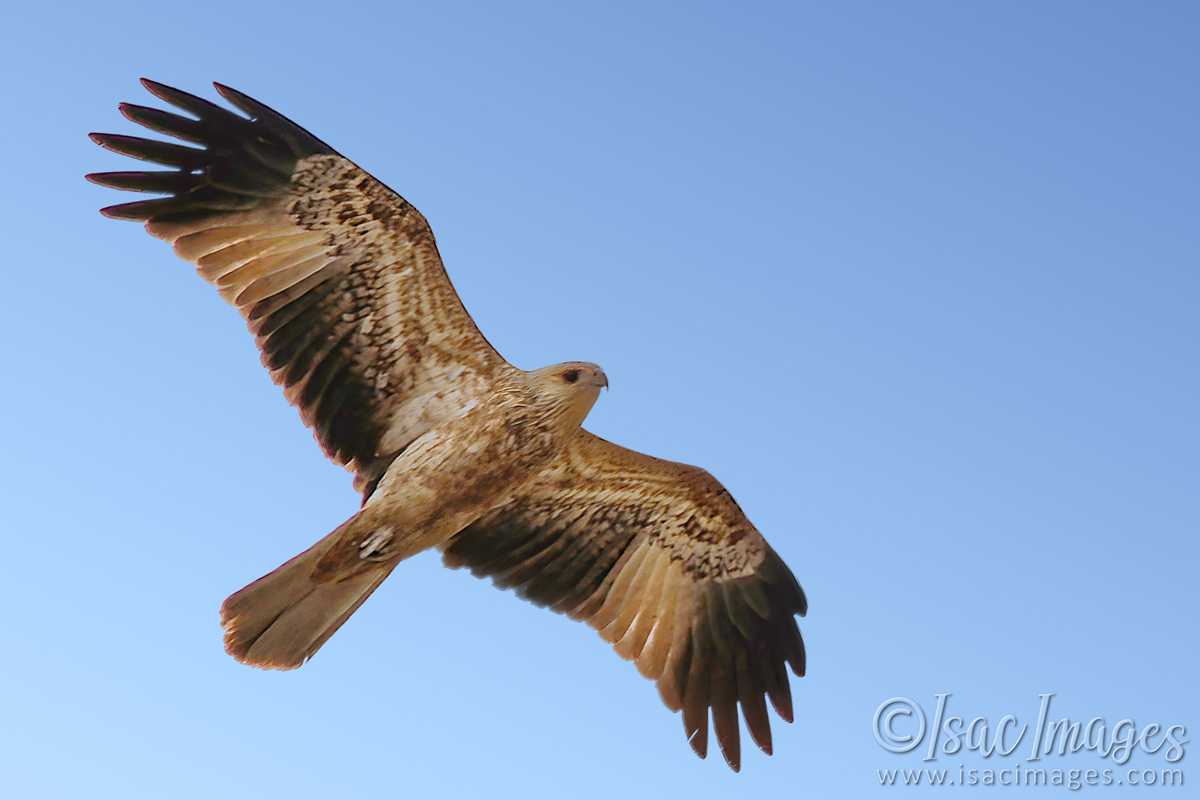 Click image for larger version

Name:	4859-Whistling_Kite.jpg
Views:	49
Size:	283.5 KB
ID:	504628