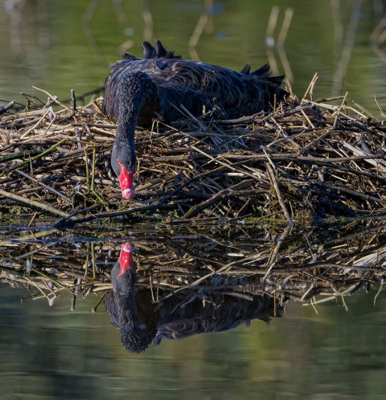 Click image for larger version

Name:	20210713_EaglebyWetlands_0036_sml.jpg
Views:	126
Size:	124.5 KB
ID:	479939
