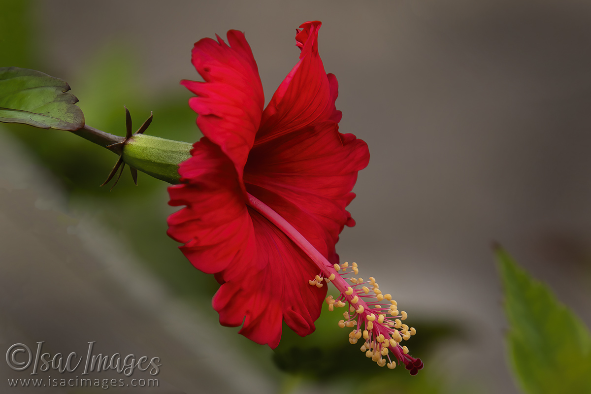 Click image for larger version

Name:	2902-Red_Hibiscus.jpg
Views:	50
Size:	293.4 KB
ID:	504778