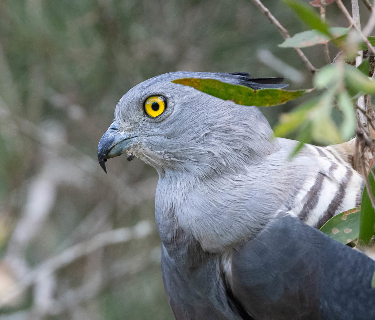 Click image for larger version

Name:	20231007_Eagleby_Wetlands_0027.jpg
Views:	64
Size:	234.7 KB
ID:	504785