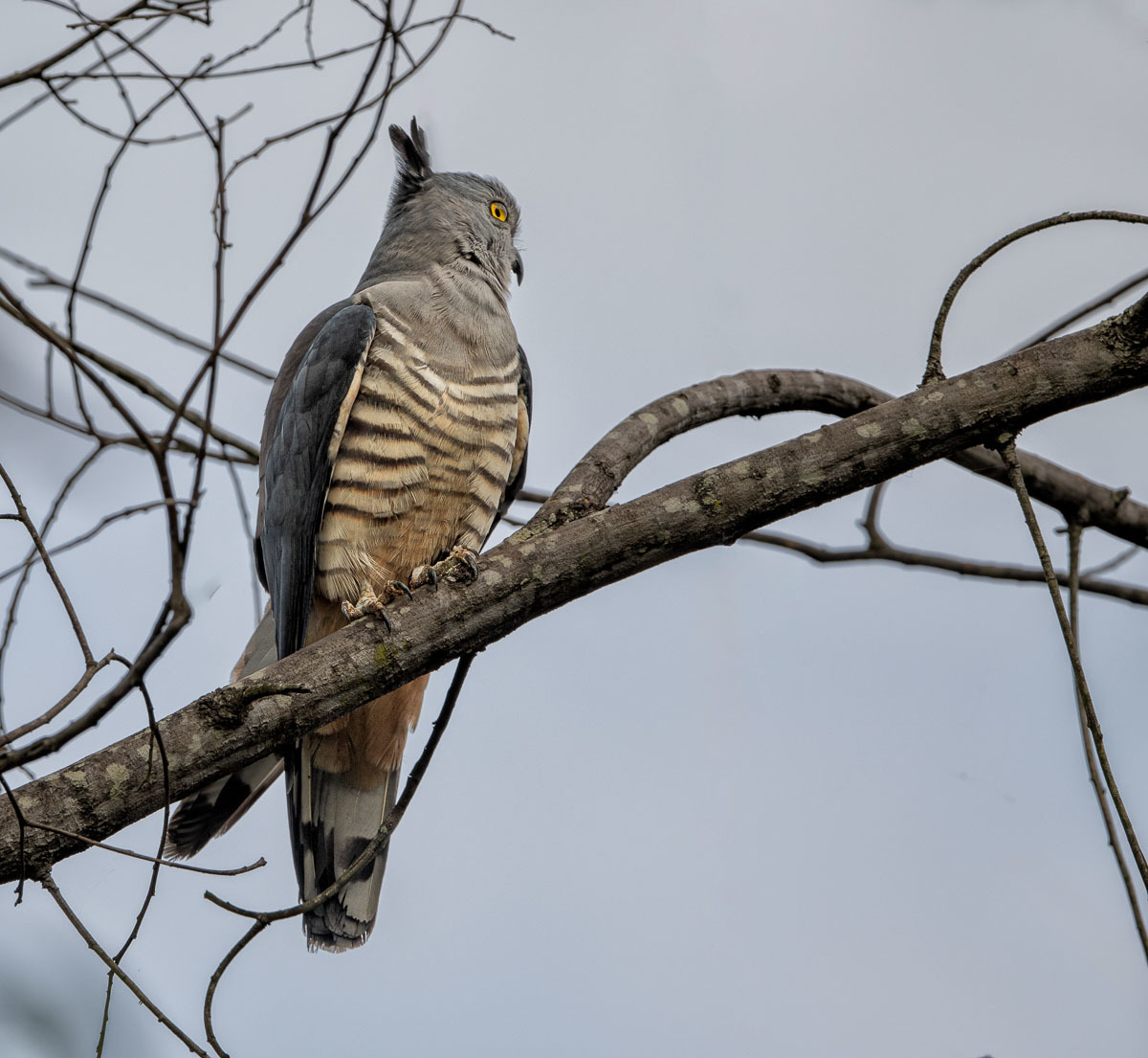 Click image for larger version

Name:	20231007_Eagleby_Wetlands_0011-Edit.jpg
Views:	56
Size:	257.6 KB
ID:	504786