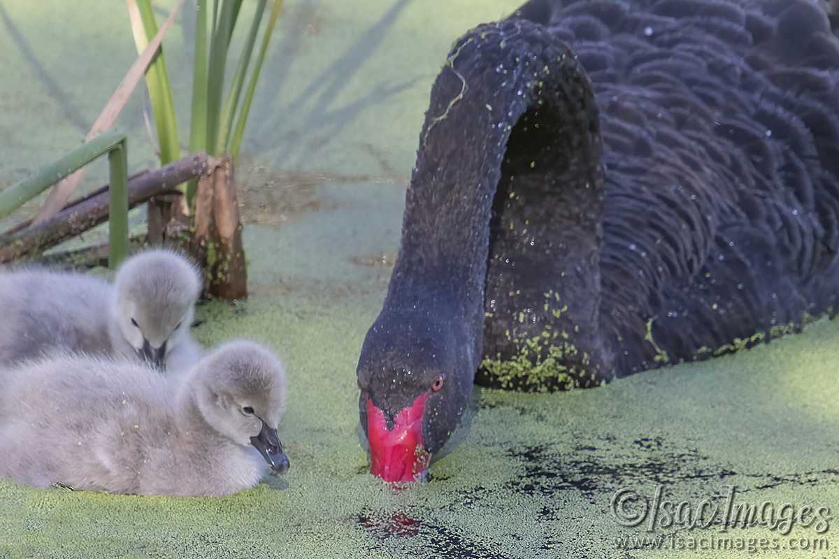 Click image for larger version

Name:	3082-Cygnets.jpg
Views:	60
Size:	258.8 KB
ID:	504793