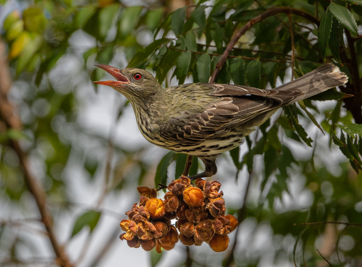 Click image for larger version

Name:	20231009_Eagleby_Wetlands_0058.jpg
Views:	68
Size:	284.5 KB
ID:	504848