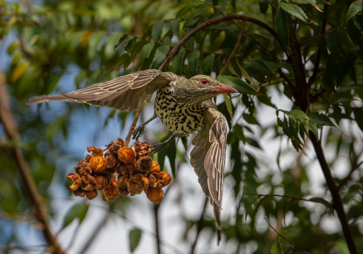 Click image for larger version

Name:	20231009_Eagleby_Wetlands_0071.jpg
Views:	69
Size:	259.0 KB
ID:	504849