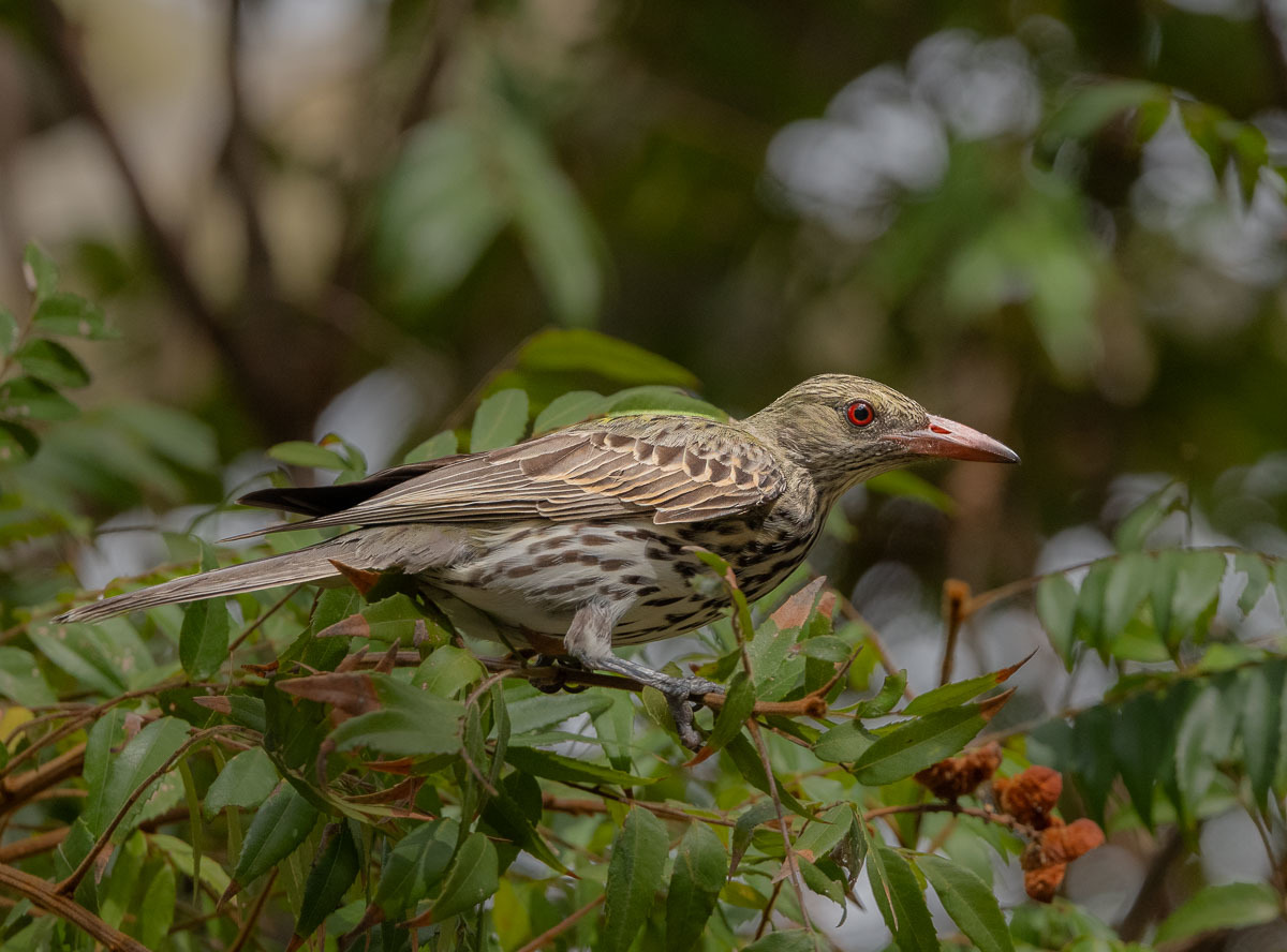 Click image for larger version

Name:	20231009_Eagleby_Wetlands_0074.jpg
Views:	71
Size:	245.6 KB
ID:	504850