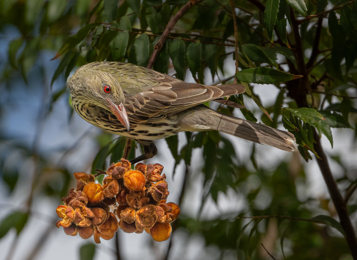 Click image for larger version

Name:	20231009_Eagleby_Wetlands_0069.jpg
Views:	66
Size:	273.4 KB
ID:	504851
