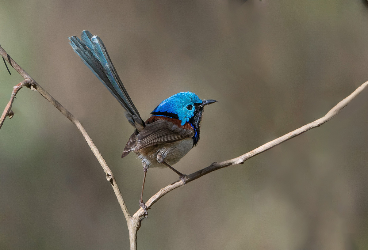 Click image for larger version

Name:	20231009_Eagleby_Wetlands_0008-Edit.jpg
Views:	74
Size:	265.7 KB
ID:	504941