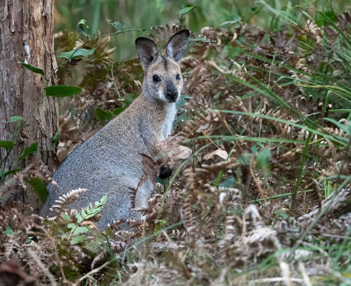 Click image for larger version

Name:	20231016_Wallaby_0013-Edit.jpg
Views:	114
Size:	308.2 KB
ID:	505067