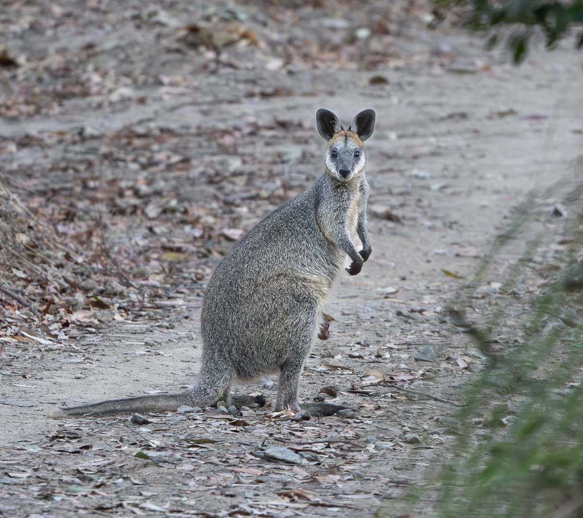Click image for larger version

Name:	20231016_Wallaby_0011-Enhanced-NR.jpg
Views:	98
Size:	312.9 KB
ID:	505068
