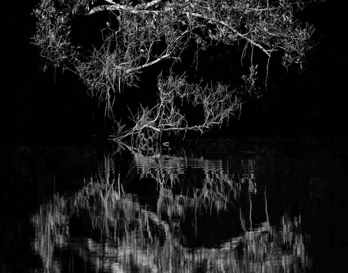 Click image for larger version

Name:	20220411_EaglebyWetlands_0003-Edit_mono.jpg
Views:	86
Size:	164.1 KB
ID:	485434