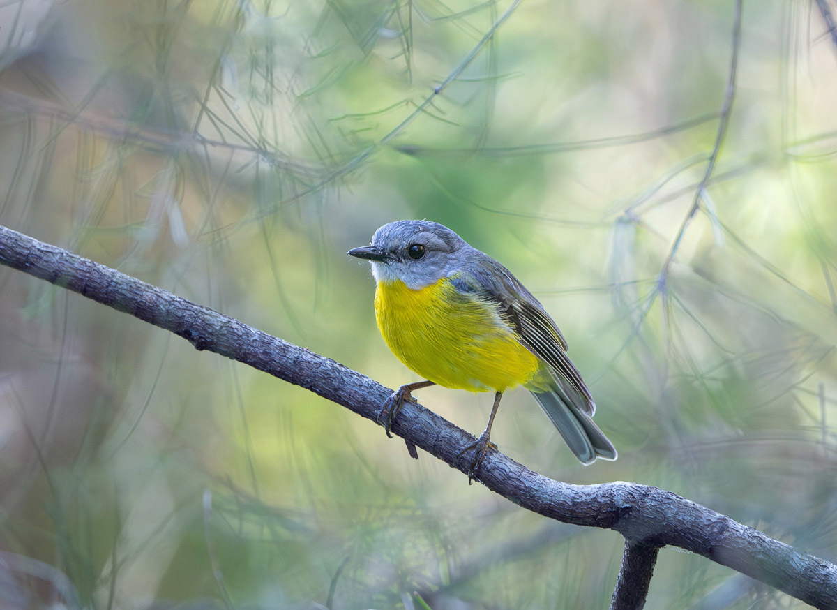 Click image for larger version

Name:	20231020_Eagleby_Wetlands_0068-Enhanced-NR-Edit.jpg
Views:	85
Size:	250.9 KB
ID:	505124