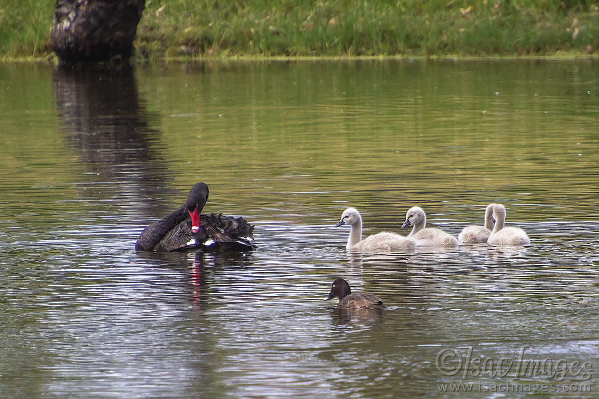 Click image for larger version

Name:	3705-Swan_Family_Hard-Head-Duck.jpg
Views:	27
Size:	287.9 KB
ID:	505181