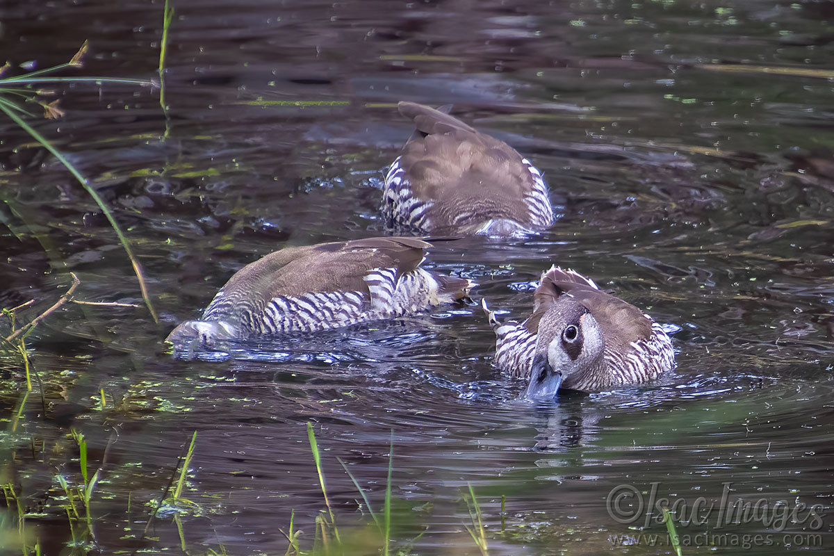 Click image for larger version

Name:	3671-Pink_Eared_Ducks.jpg
Views:	43
Size:	286.1 KB
ID:	505185