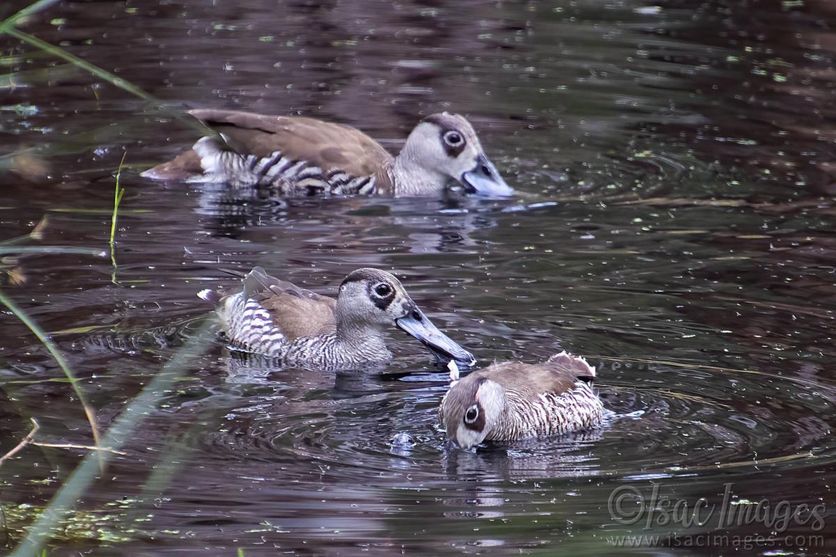 Click image for larger version

Name:	3668-Pink_Eared_Ducks.jpg
Views:	46
Size:	284.4 KB
ID:	505186
