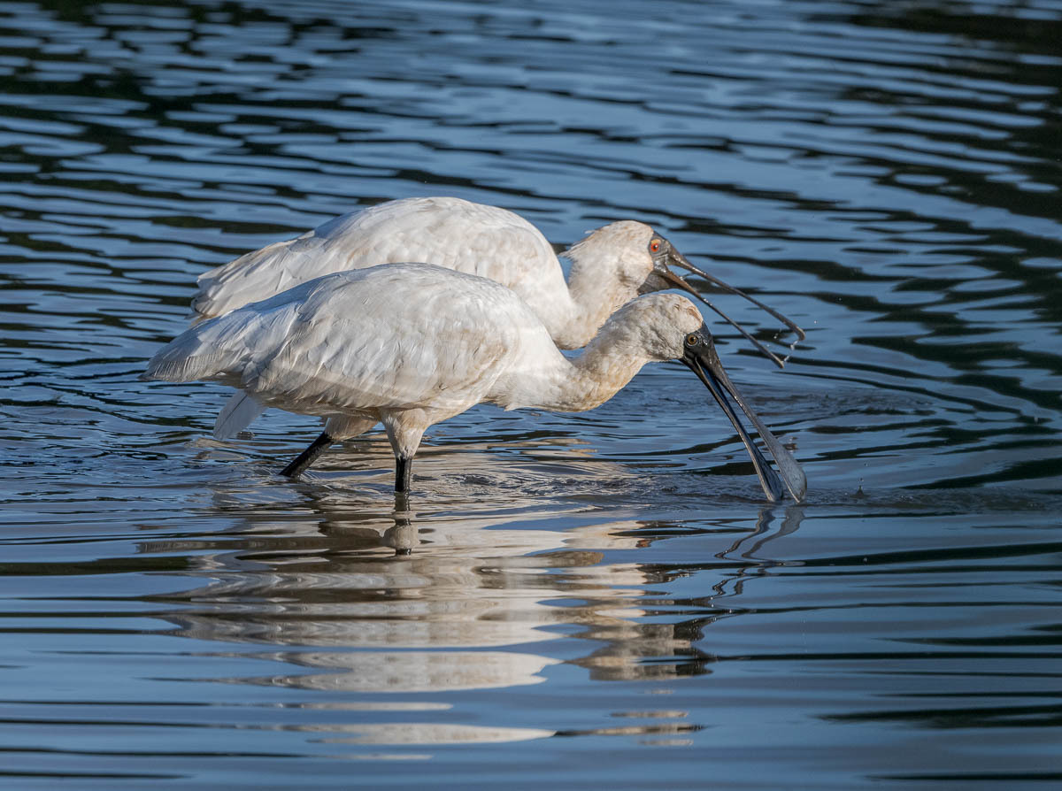 Click image for larger version

Name:	20231020_Eagleby_Wetlands_0033.jpg
Views:	53
Size:	255.0 KB
ID:	505211