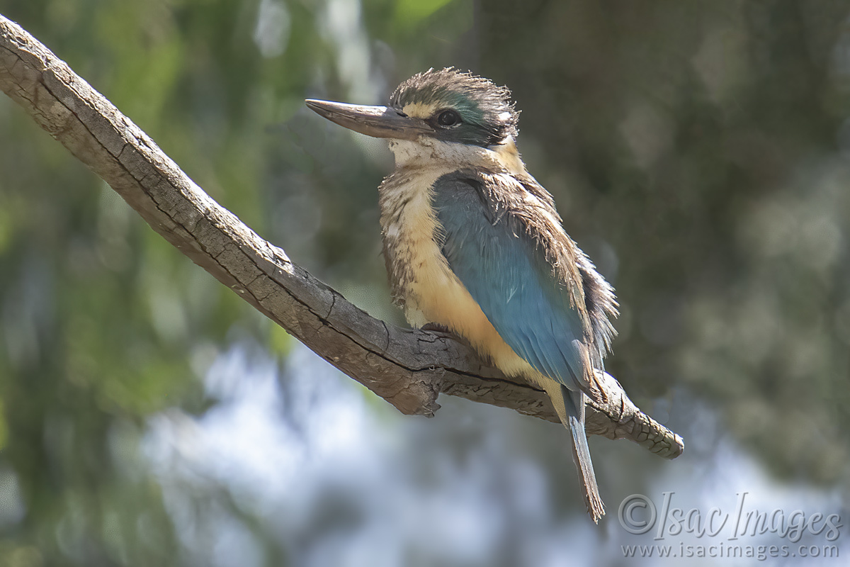 Click image for larger version

Name:	3317-Sacred_Kingfisher.jpg
Views:	37
Size:	259.0 KB
ID:	505326