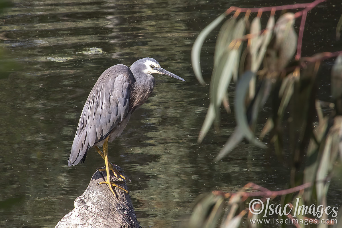 Click image for larger version

Name:	3286-White_Faced_Heron.jpg
Views:	33
Size:	276.0 KB
ID:	505330