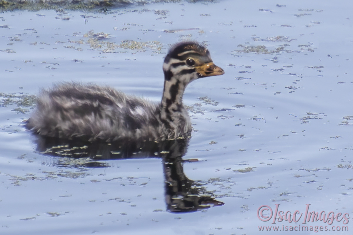Click image for larger version

Name:	3928-Grebe_Chick.jpg
Views:	54
Size:	270.9 KB
ID:	505367