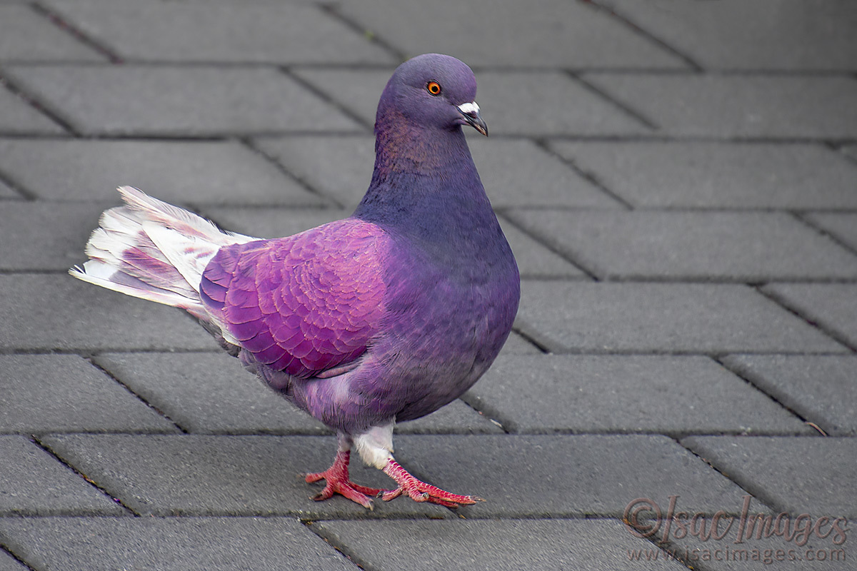 Click image for larger version

Name:	3953-Rock_Dove-Feral_Pigeon_PINK.jpg
Views:	42
Size:	295.8 KB
ID:	505407