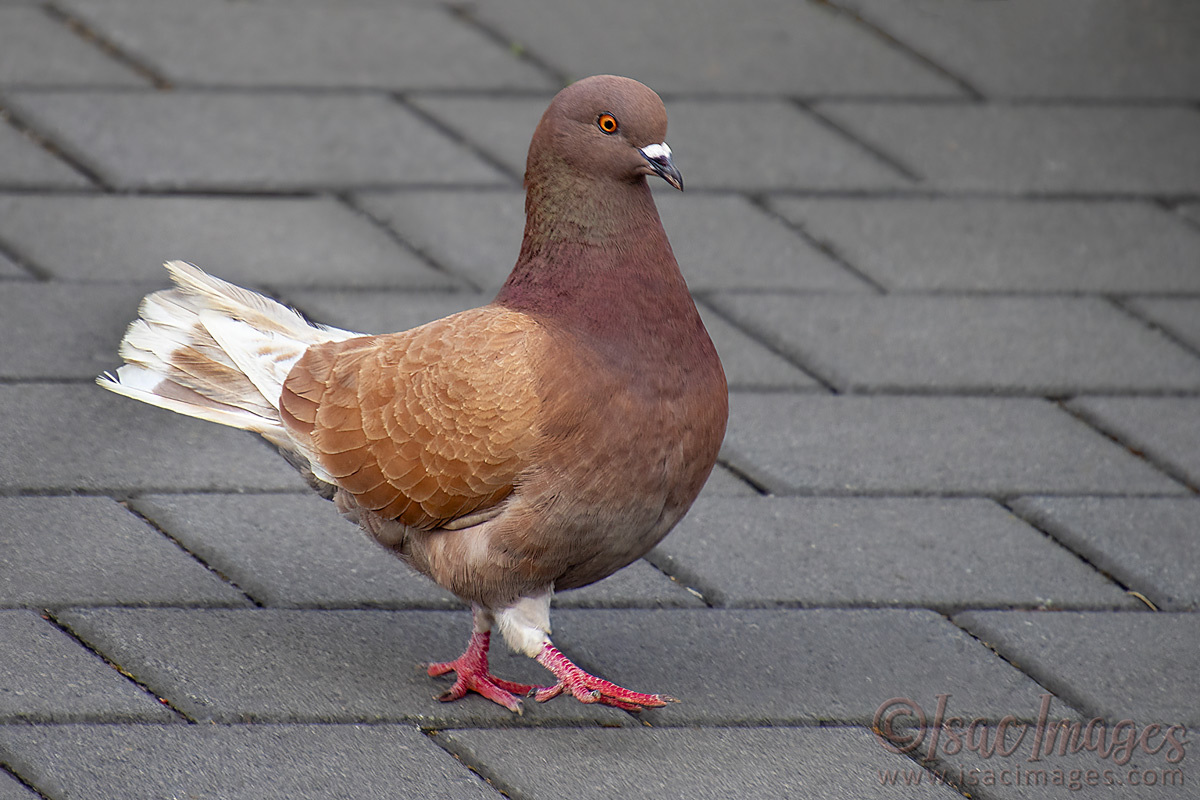 Click image for larger version

Name:	3953-Rock_Dove-Feral_Pigeon.jpg
Views:	33
Size:	288.9 KB
ID:	505408