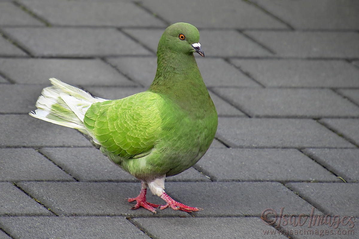 Click image for larger version

Name:	3953-Rock_Dove-Feral_Pigeon_GREEN.jpg
Views:	34
Size:	300.2 KB
ID:	505409