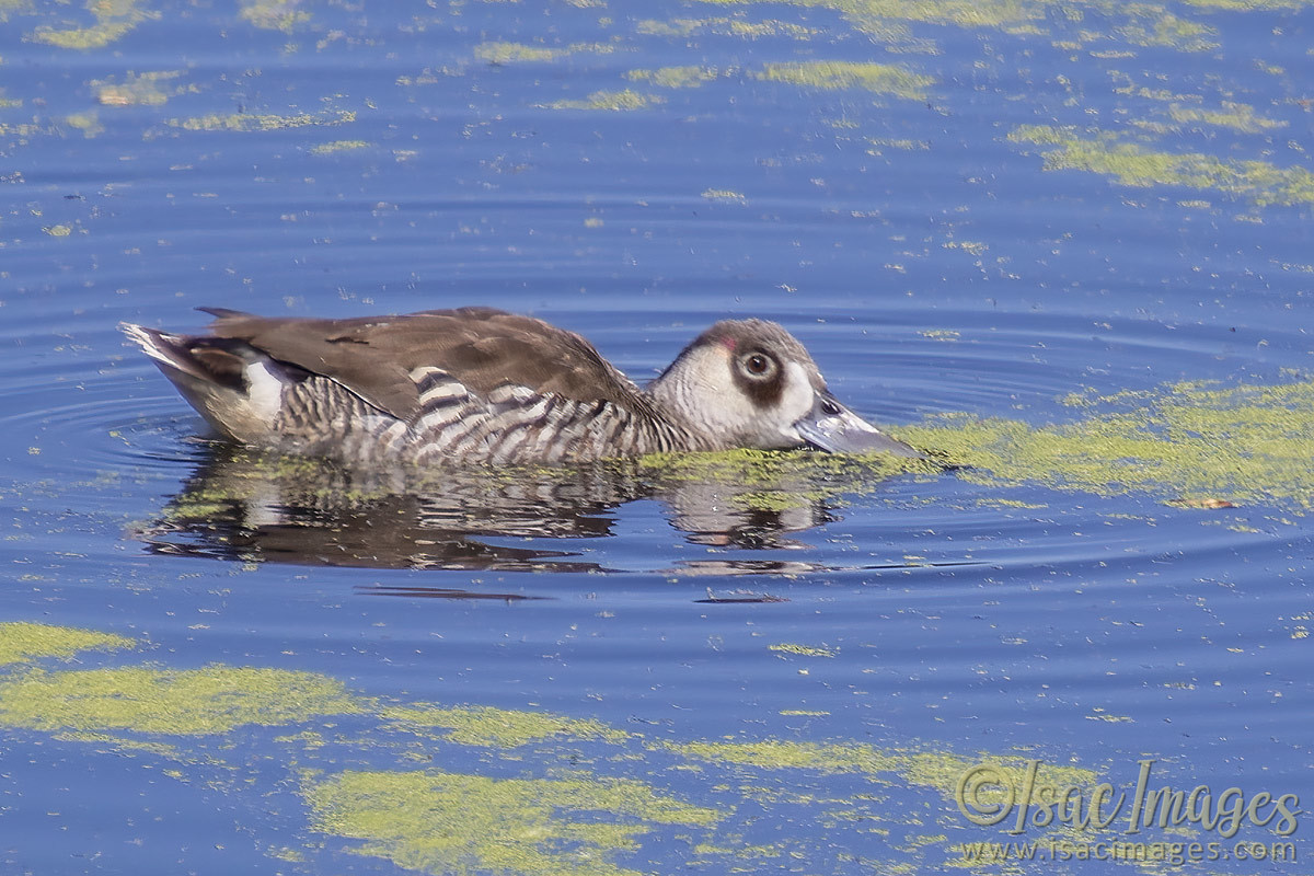Click image for larger version

Name:	4000-Pink_Eared_Duck_Salad.jpg
Views:	41
Size:	291.2 KB
ID:	505413