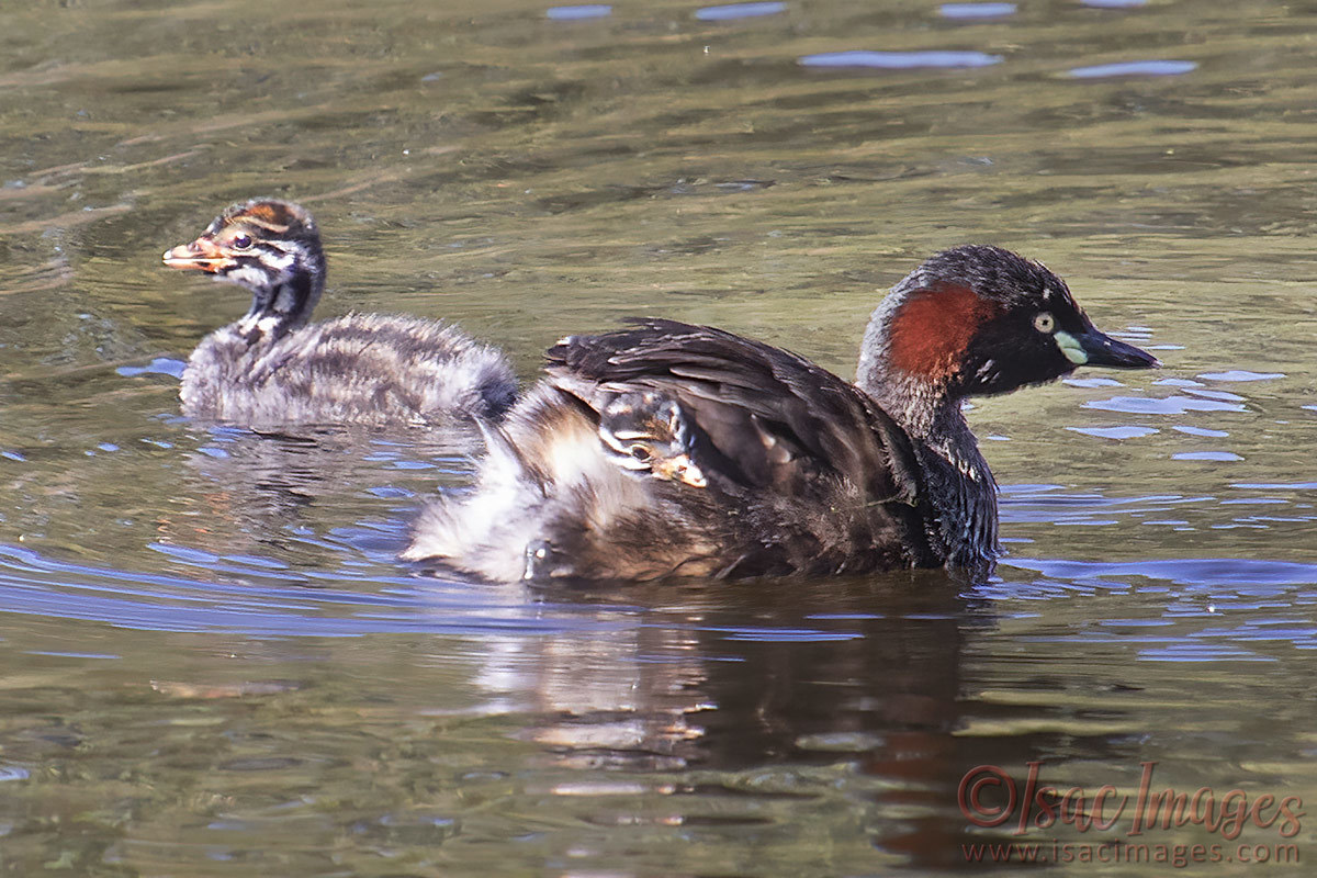 Click image for larger version

Name:	3793-Grebe_and_Babies.jpg
Views:	36
Size:	274.5 KB
ID:	505415