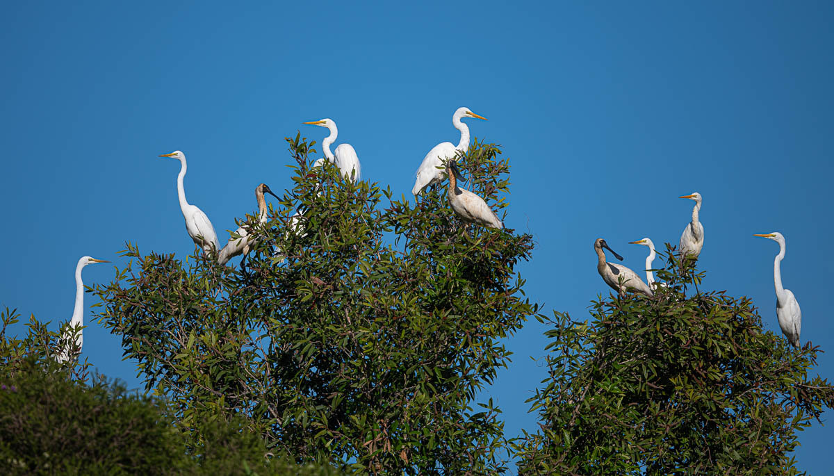 Click image for larger version

Name:	20231108_Eagleby_Wetlands_0055.jpg
Views:	61
Size:	291.8 KB
ID:	505556