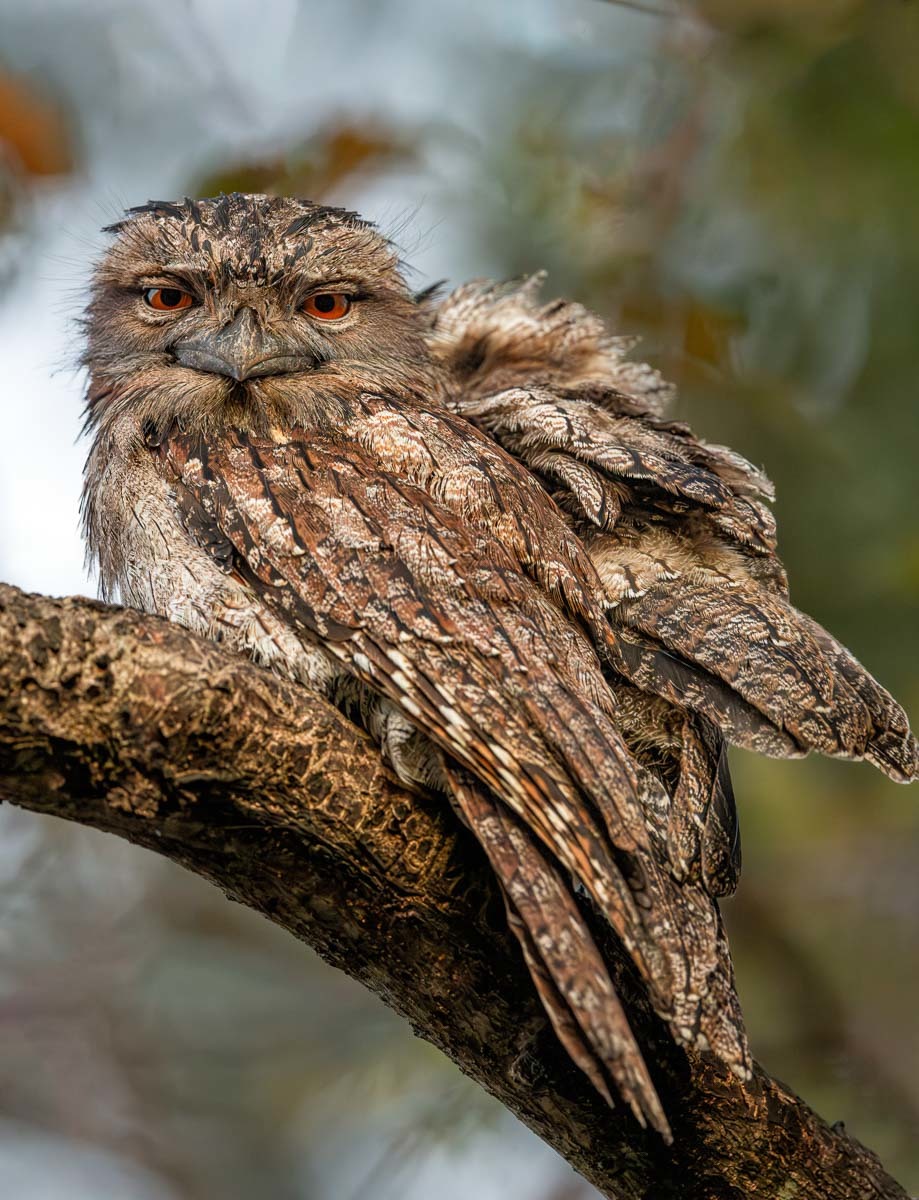 Click image for larger version

Name:	20231118_Frogmouths_0162-Enhanced-NR-Edit.jpg
Views:	41
Size:	275.2 KB
ID:	505717