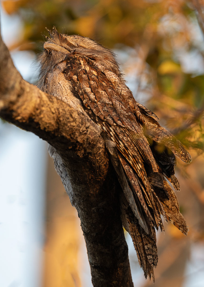Click image for larger version

Name:	20231118_Frogmouths_0137-Edit.jpg
Views:	55
Size:	291.3 KB
ID:	505719