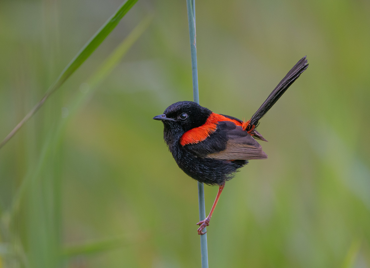 Click image for larger version

Name:	20231124_Eagleby_Wetlands_0144.jpg
Views:	57
Size:	212.4 KB
ID:	505814