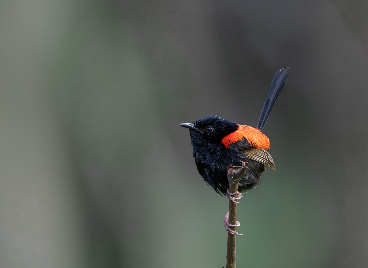 Click image for larger version

Name:	20231124_Eagleby_Wetlands_0128-Enhanced-NR-Edit.jpg
Views:	54
Size:	193.3 KB
ID:	505815