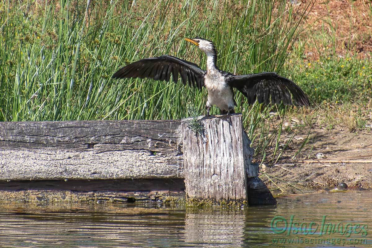 Click image for larger version  Name:	4511-Little_Pied_Cormorant.jpg Views:	17 Size:	286.2 KB ID:	505863