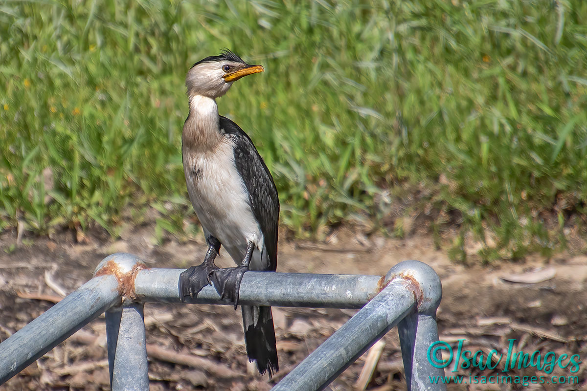Click image for larger version  Name:	4591-Little_Pied_Cormorant.jpg Views:	14 Size:	282.3 KB ID:	505864